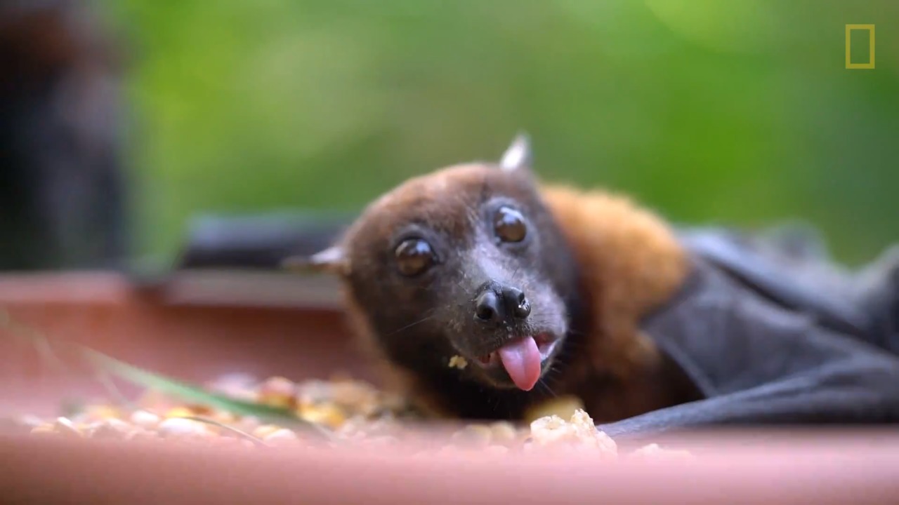 Nat Geo Explores Why Bats Aren't as Scary as You Think